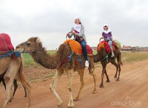 Camel Trekking